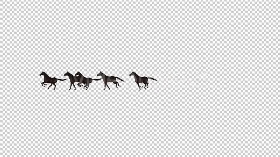 Horses Videohive 20510065 Motion Graphics Image 8