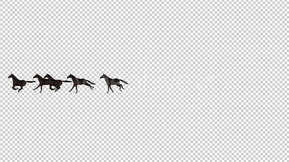 Horses Videohive 20510065 Motion Graphics Image 9