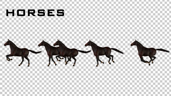 Horses - Videohive 20510065 Download