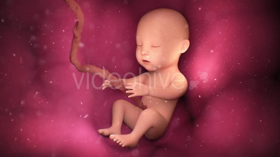 Human Baby Inside a Mothers Womb Videohive 18277480 Motion Graphics Image 1