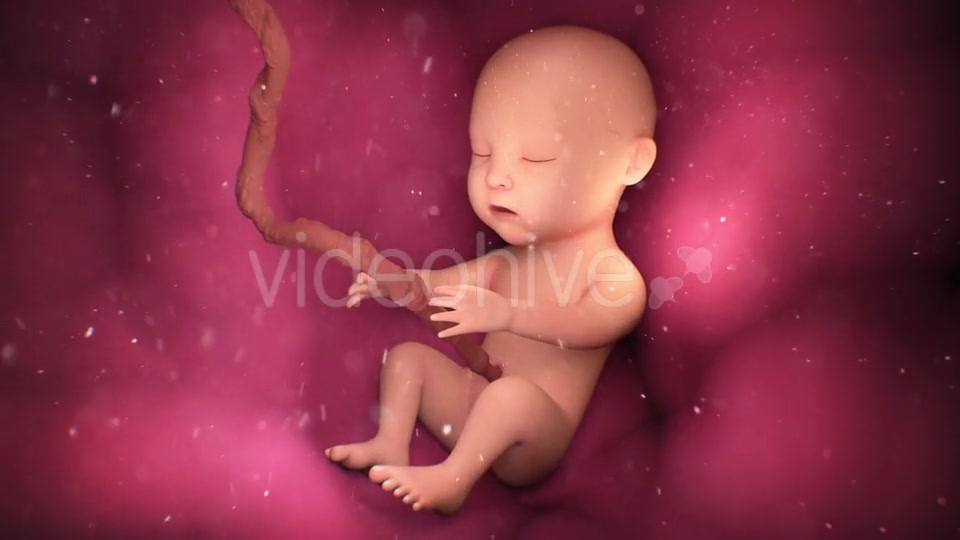 Human Baby Inside a Mothers Womb Videohive 18277480 Motion Graphics Image 2