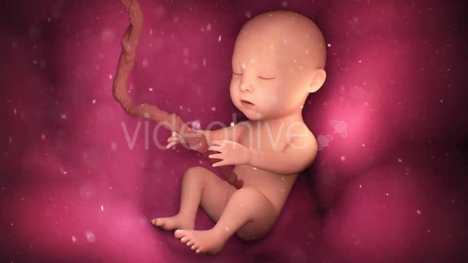 Human Baby Inside a Mothers Womb Videohive 18277480 Motion Graphics Image 3