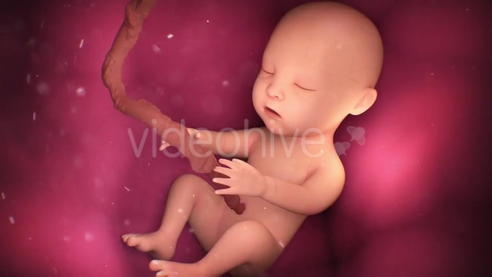 Human Baby Inside a Mothers Womb Videohive 18277480 Motion Graphics Image 6