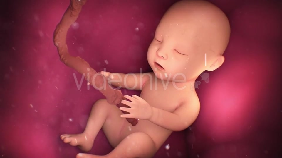 Human Baby Inside a Mothers Womb Videohive 18277480 Motion Graphics Image 7