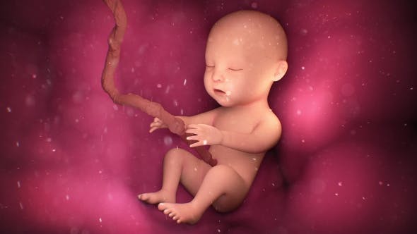 Human Baby Inside a Mothers Womb - 18277480 Download Videohive