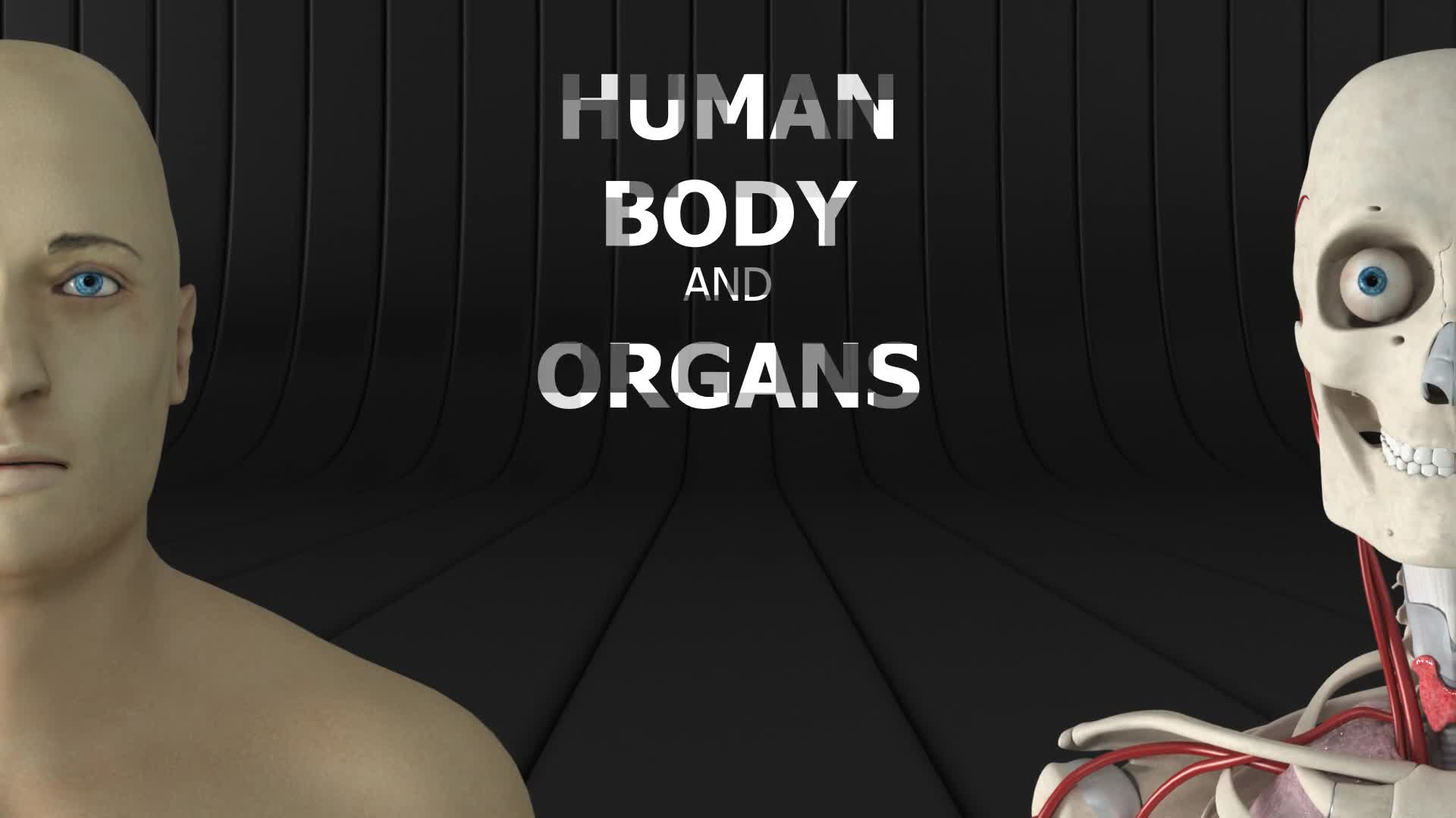 Human Body and Organs Videohive 20727612 Motion Graphics Image 1
