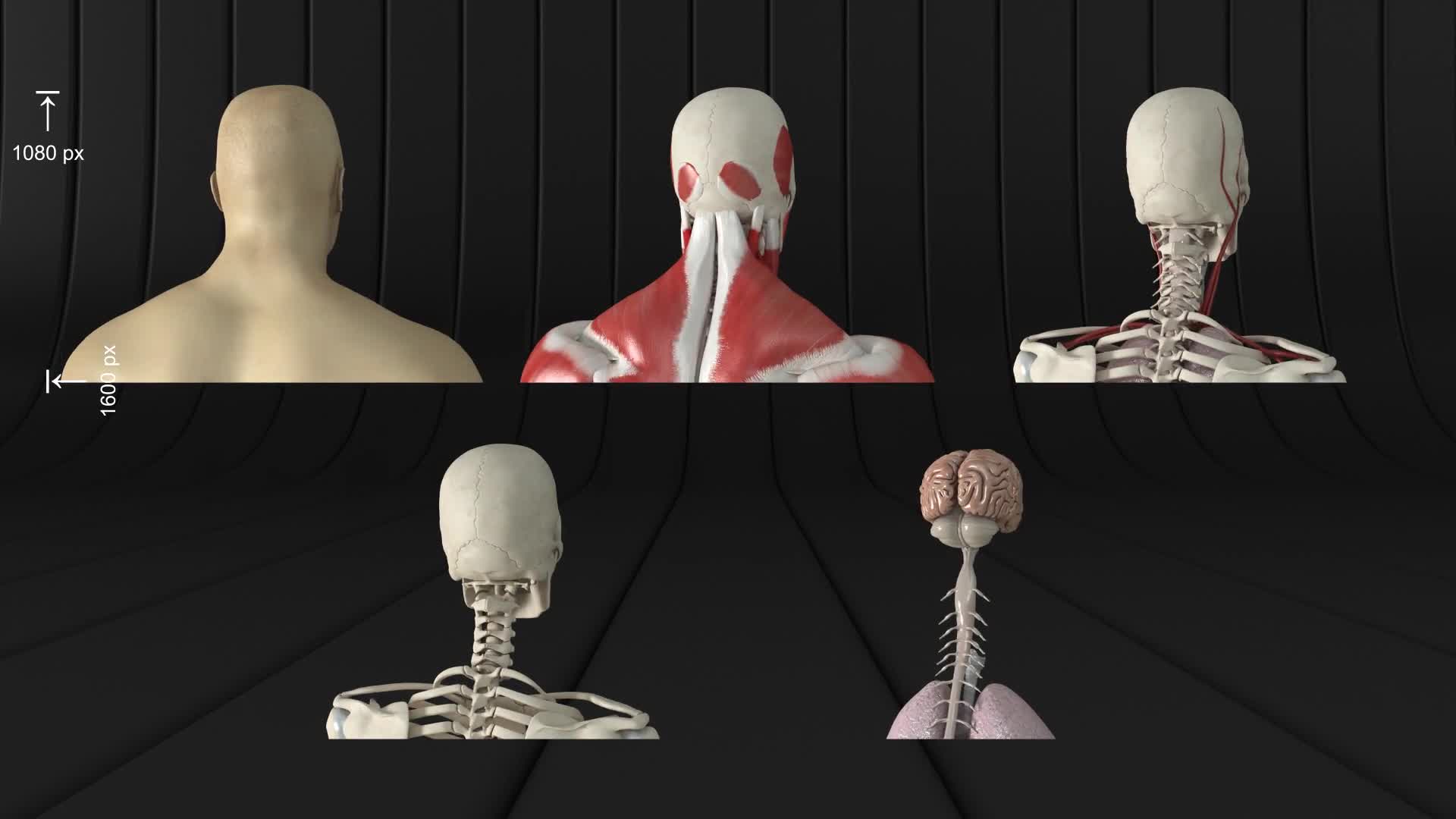 Human Body and Organs Videohive 20727612 Motion Graphics Image 10