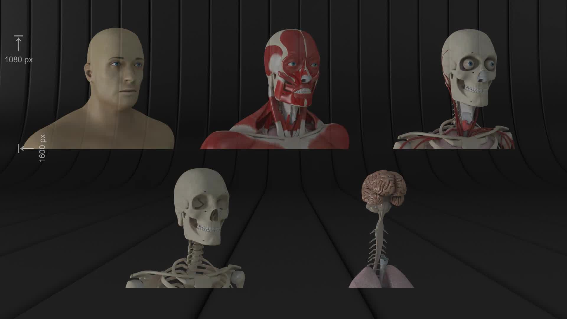 Human Body and Organs Videohive 20727612 Motion Graphics Image 11
