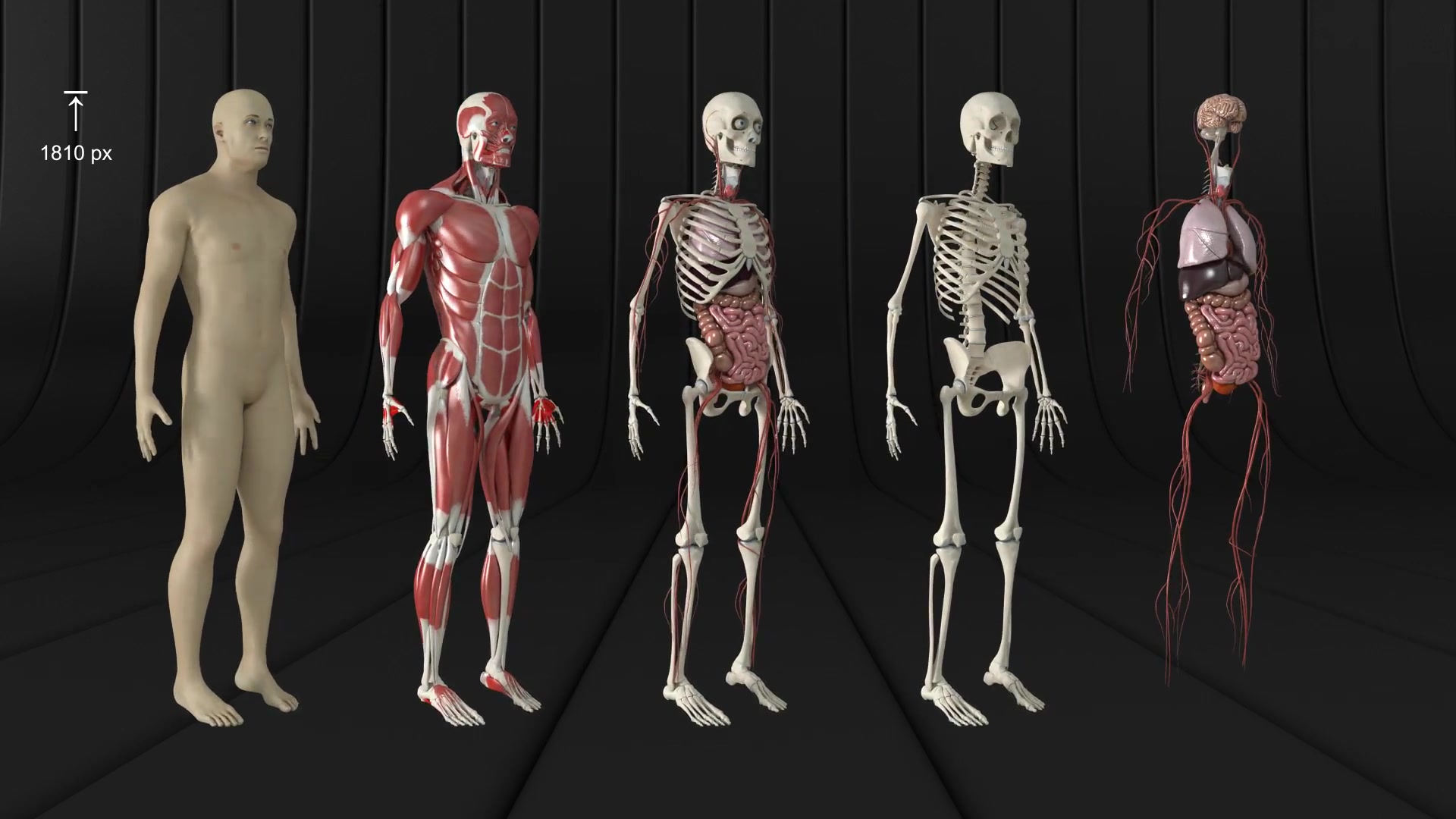 Human Body and Organs Videohive 20727612 Motion Graphics Image 5