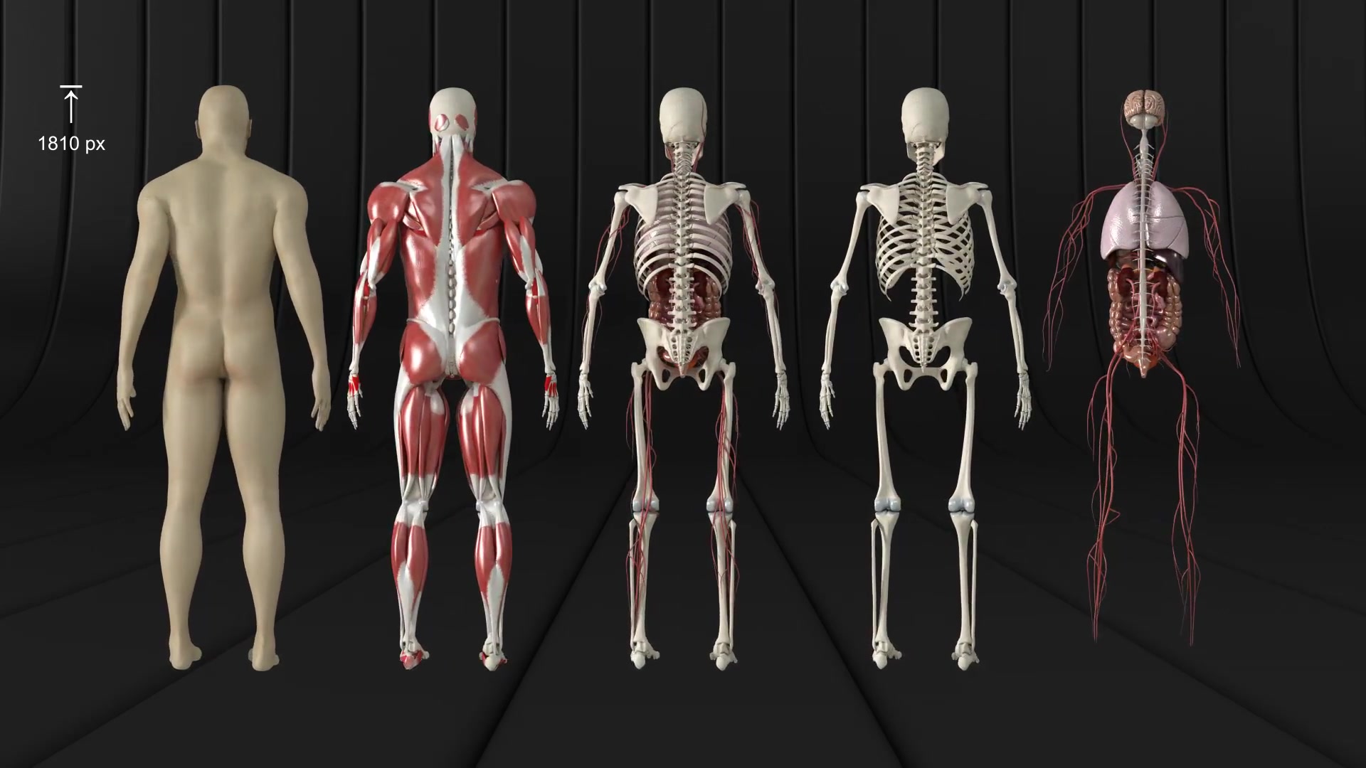 Human Body and Organs Videohive 20727612 Motion Graphics Image 6