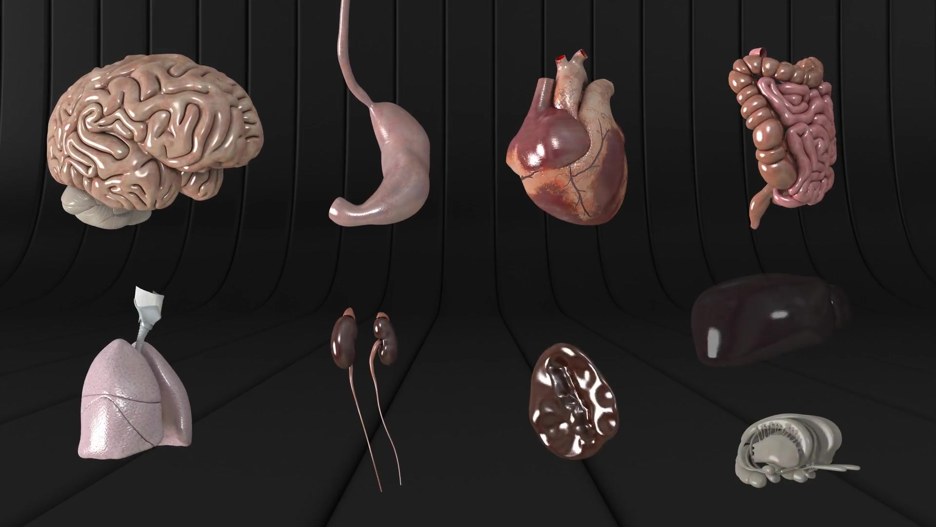 Human Body and Organs Videohive 20727612 Motion Graphics Image 7