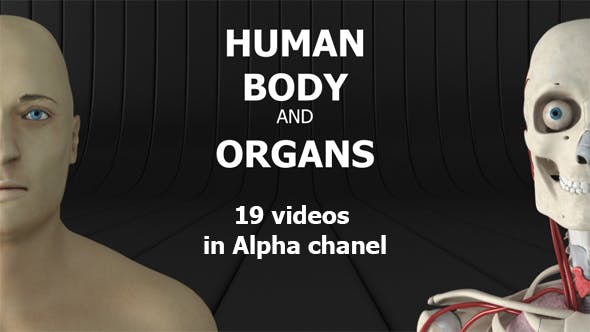 Human Body and Organs - Videohive Download 20727612
