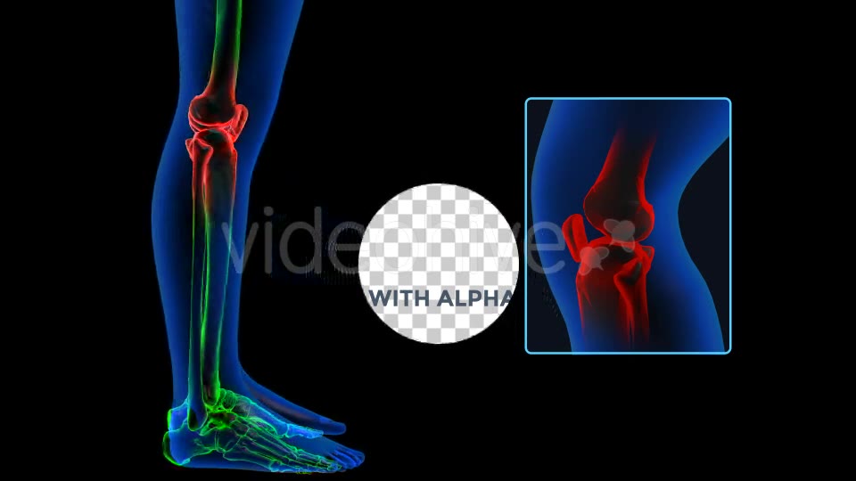 Human Body Knee Pain Videohive 19102255 Motion Graphics Image 8