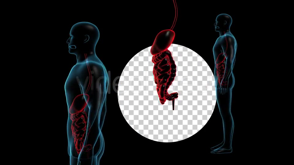 Human Body With GI Track Rotation Videohive 18956421 Motion Graphics Image 3