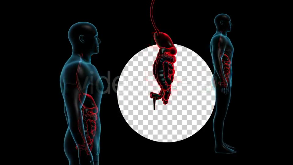 Human Body With GI Track Rotation Videohive 18956421 Motion Graphics Image 8