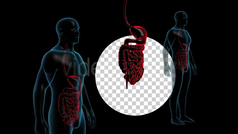 Human Body With GI Track Rotation Videohive 18956421 Motion Graphics Image 9