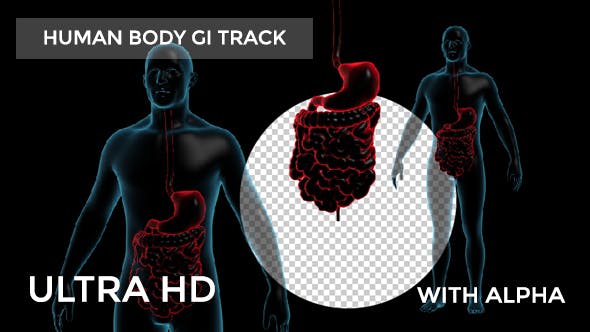 Human Body With GI Track Rotation - Download Videohive 18956421