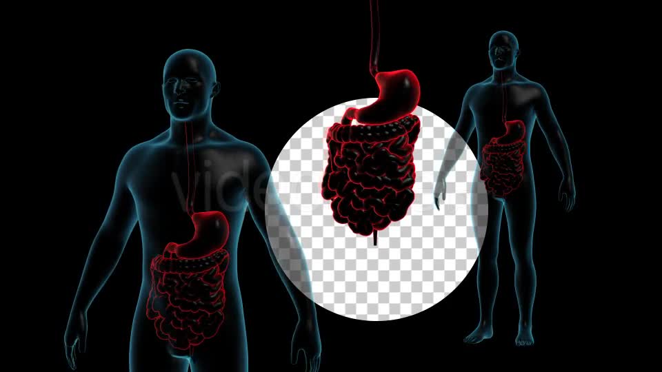 Human Body With GI Track Rotation Full HD Videohive 19113230 Motion Graphics Image 1