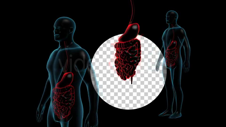 Human Body With GI Track Rotation Full HD Videohive 19113230 Motion Graphics Image 2