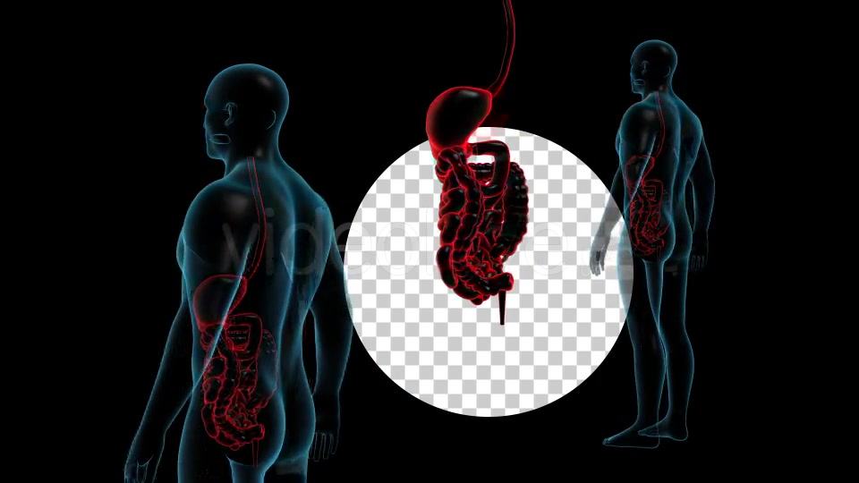 Human Body With GI Track Rotation Full HD Videohive 19113230 Motion Graphics Image 4