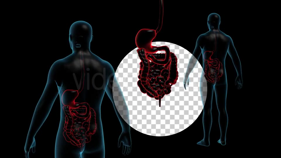 Human Body With GI Track Rotation Full HD Videohive 19113230 Motion Graphics Image 5