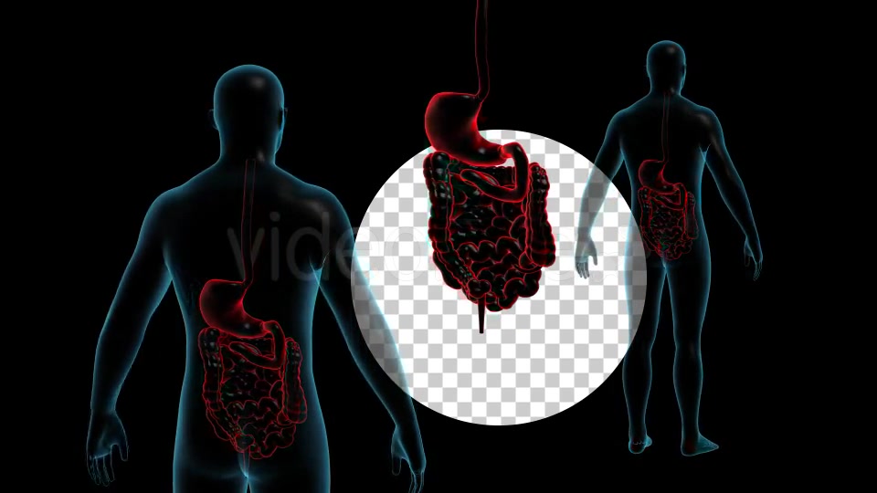 Human Body With GI Track Rotation Full HD Videohive 19113230 Motion Graphics Image 6