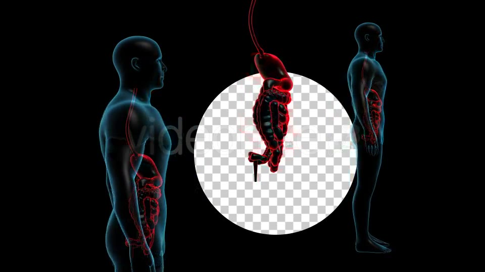 Human Body With GI Track Rotation Full HD Videohive 19113230 Motion Graphics Image 8