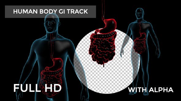 Human Body With GI Track Rotation Full HD - Download 19113230 Videohive