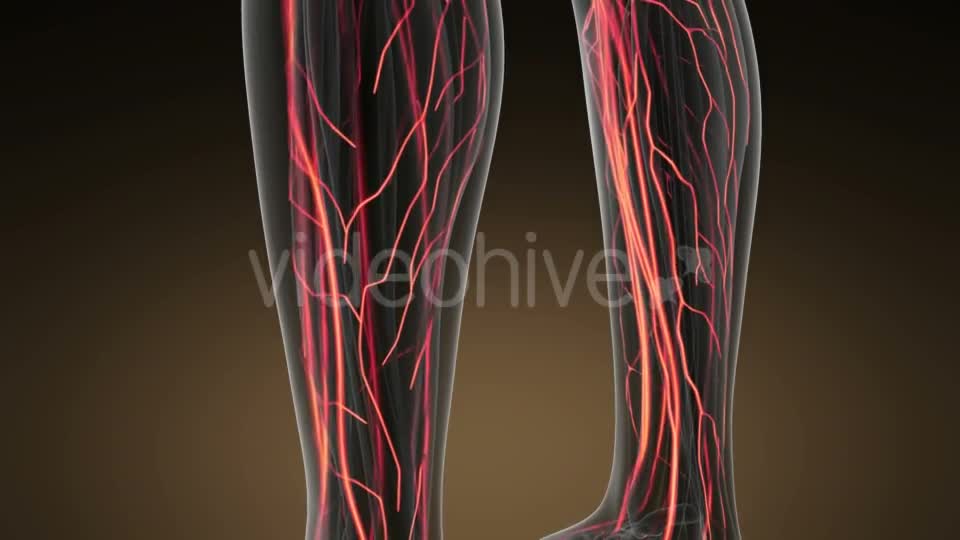 Human Body with Glow Blood Vessels Videohive 19428271 Motion Graphics Image 1