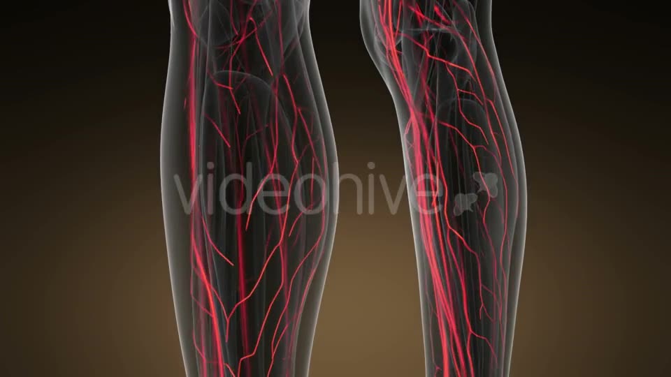 Human Body with Glow Blood Vessels Videohive 19428271 Motion Graphics Image 2