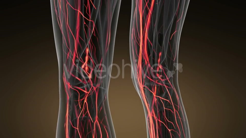 Human Body with Glow Blood Vessels Videohive 19428271 Motion Graphics Image 3