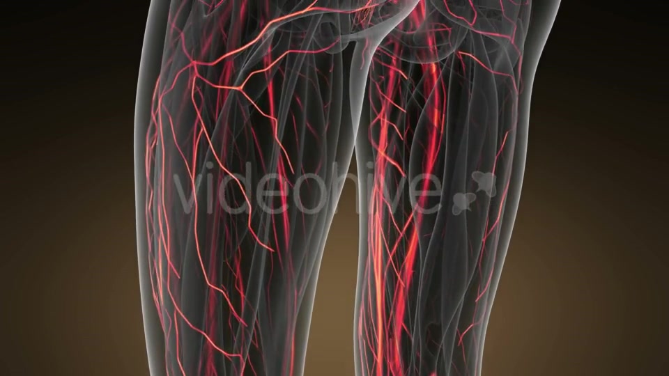 Human Body with Glow Blood Vessels Videohive 19428271 Motion Graphics Image 4
