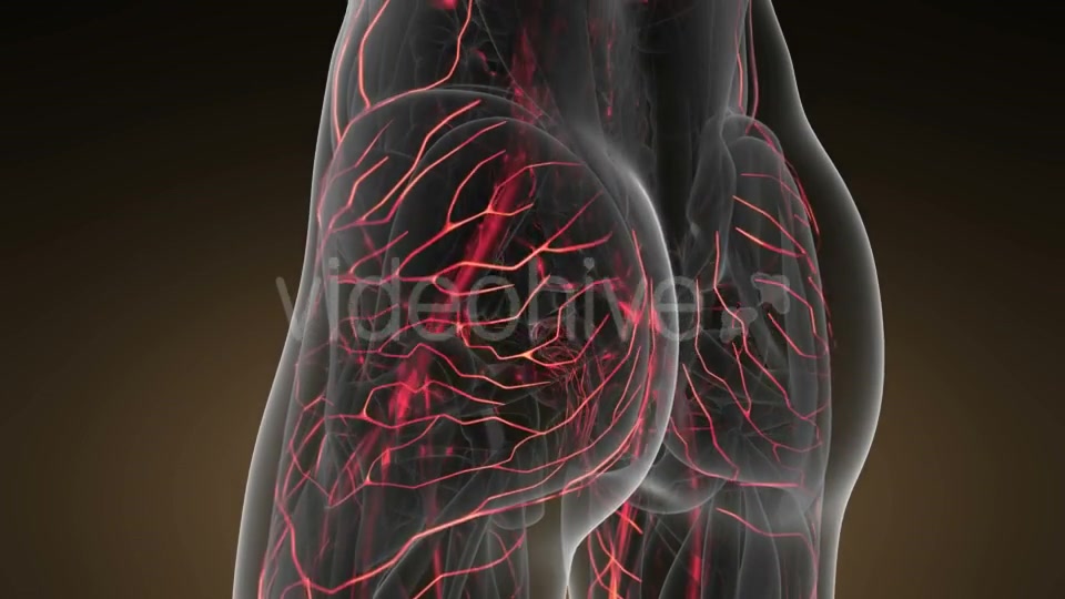 Human Body with Glow Blood Vessels Videohive 19428271 Motion Graphics Image 5