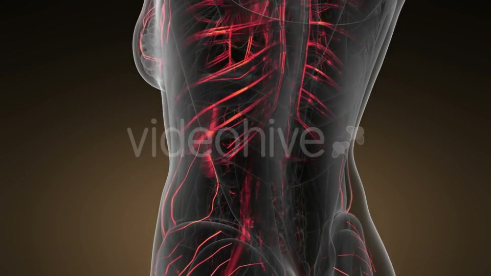 Human Body with Glow Blood Vessels Videohive 19428271 Motion Graphics Image 6