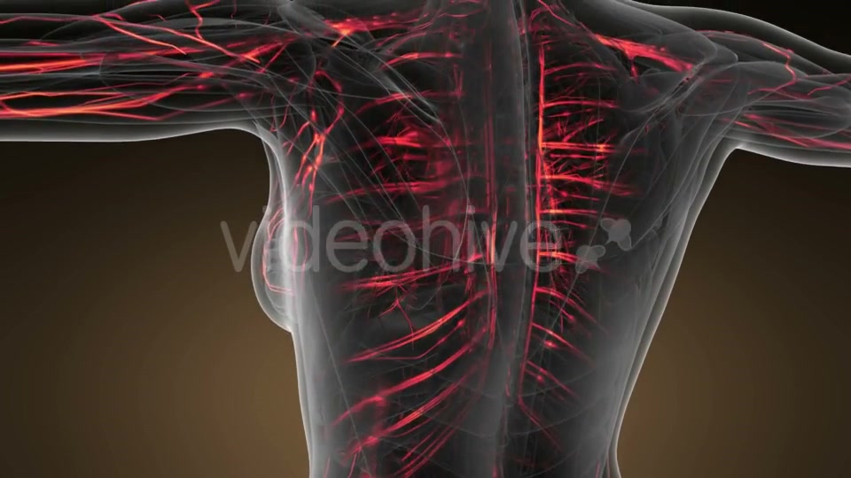 Human Body with Glow Blood Vessels Videohive 19428271 Motion Graphics Image 7