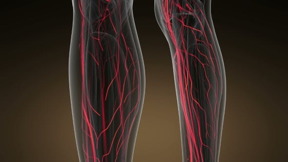 Human Body with Glow Blood Vessels - 19428271 Download Videohive