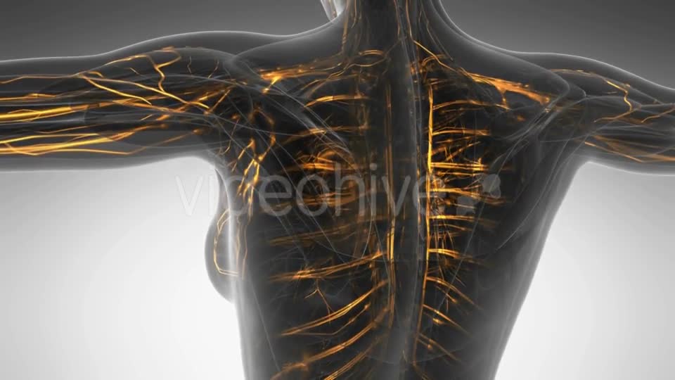 Human Body with Glow Blood Vessels Videohive 20354225 Motion Graphics Image 1
