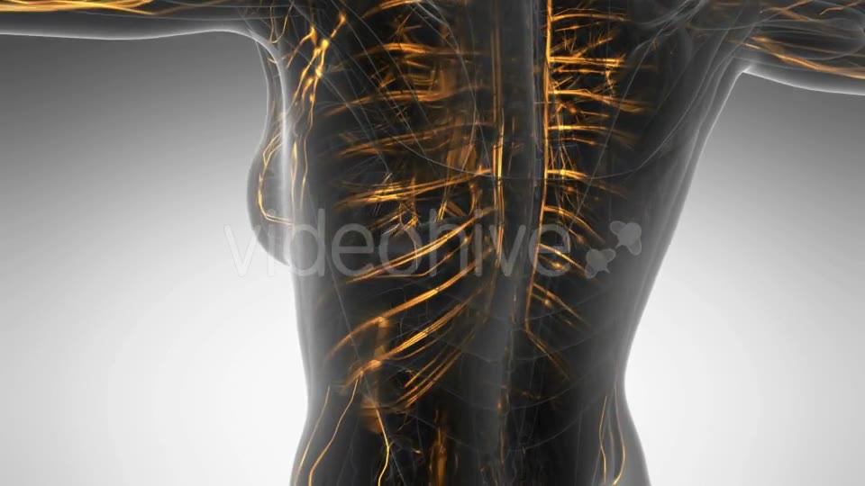 Human Body with Glow Blood Vessels Videohive 20354225 Motion Graphics Image 2