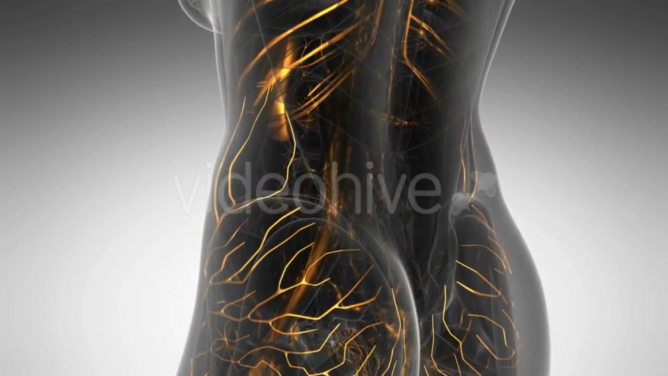 Human Body with Glow Blood Vessels Videohive 20354225 Motion Graphics Image 3