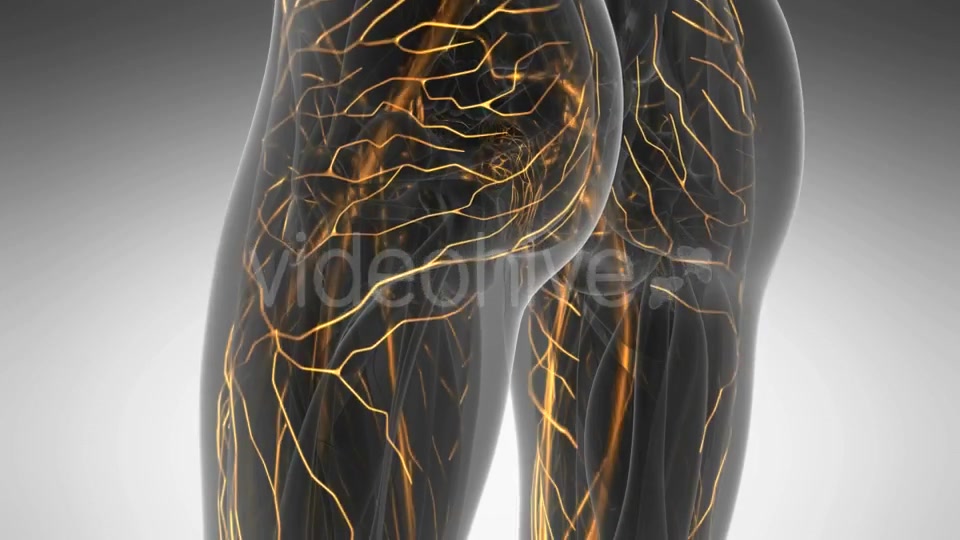 Human Body with Glow Blood Vessels Videohive 20354225 Motion Graphics Image 4