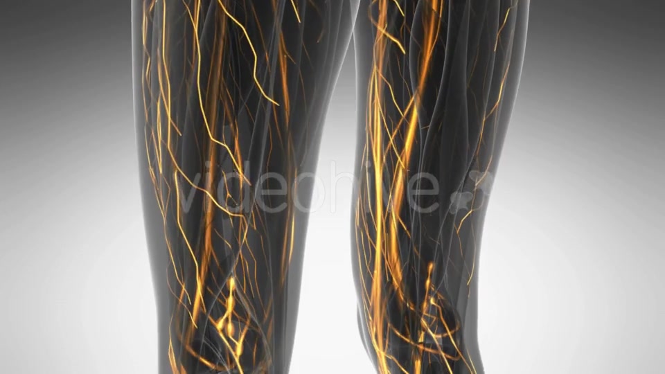 Human Body with Glow Blood Vessels Videohive 20354225 Motion Graphics Image 5