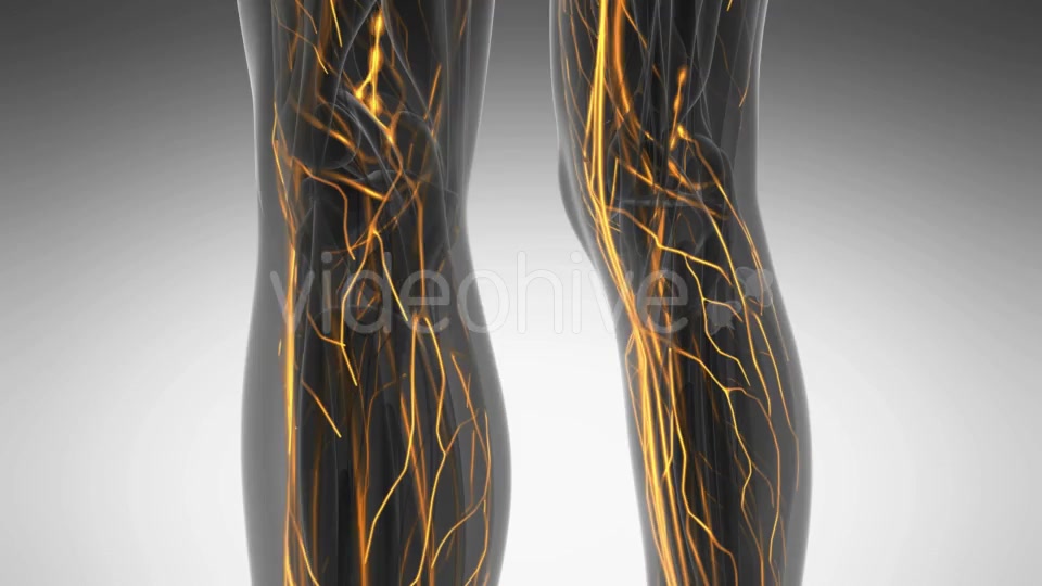 Human Body with Glow Blood Vessels Videohive 20354225 Motion Graphics Image 6