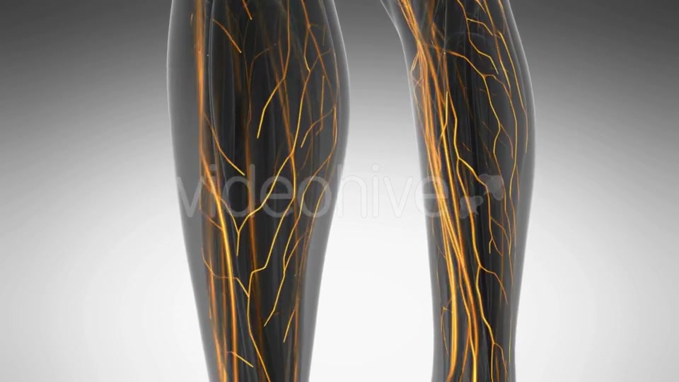 Human Body with Glow Blood Vessels Videohive 20354225 Motion Graphics Image 7