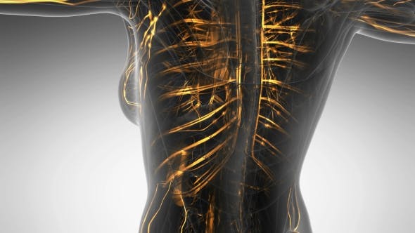 Human Body with Glow Blood Vessels - Download Videohive 20354225