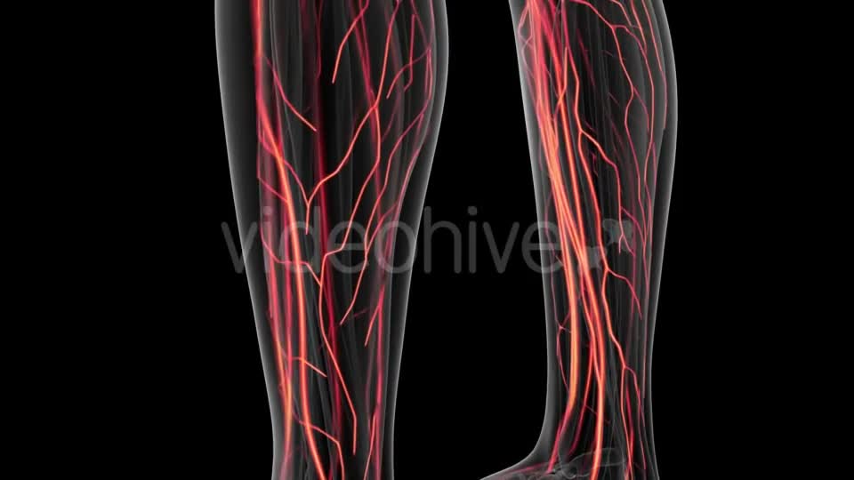 Human Body with Glow Blood Vessels Videohive 20902660 Motion Graphics Image 1