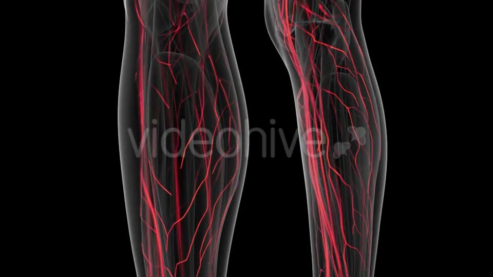 Human Body with Glow Blood Vessels Videohive 20902660 Motion Graphics Image 2