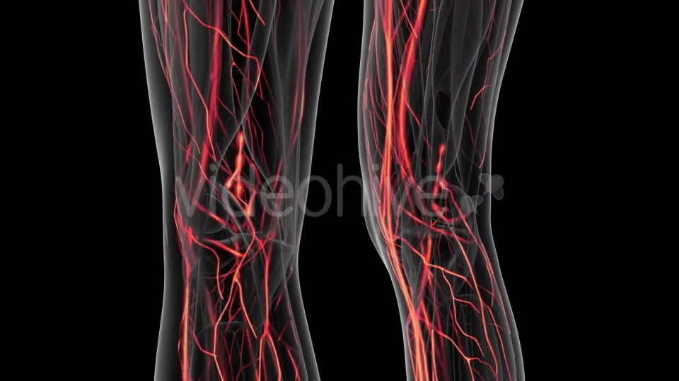 Human Body with Glow Blood Vessels Videohive 20902660 Motion Graphics Image 3