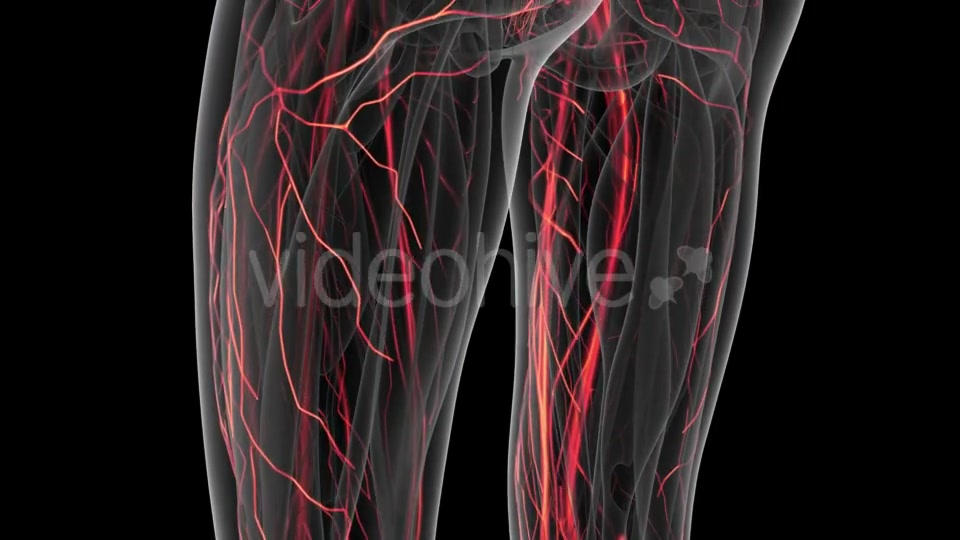 Human Body with Glow Blood Vessels Videohive 20902660 Motion Graphics Image 4