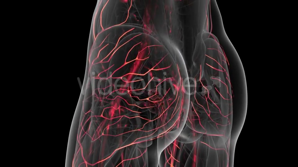 Human Body with Glow Blood Vessels Videohive 20902660 Motion Graphics Image 5