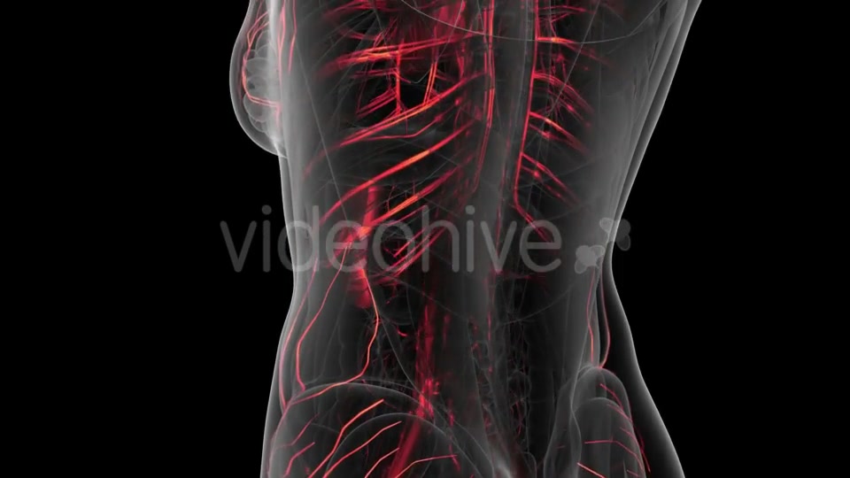 Human Body with Glow Blood Vessels Videohive 20902660 Motion Graphics Image 6